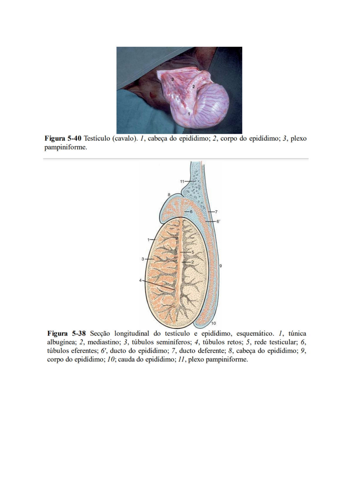 Grátis: Sistema Reprodutor Masculino - Material Claro e Objetivo em PDF  para Estudo Rápido, image size:1190x1683