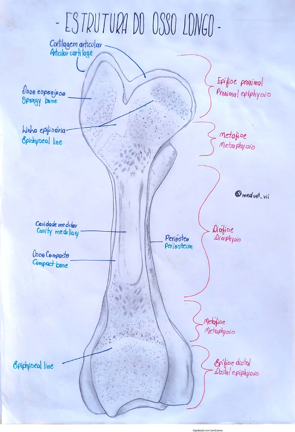 Estrutura Do Osso Longo Anatomia I