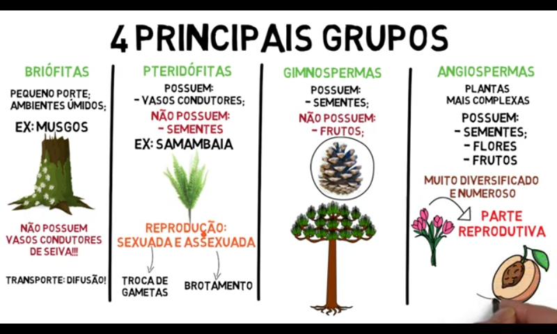 Classificação De Plantas Biologia 2763