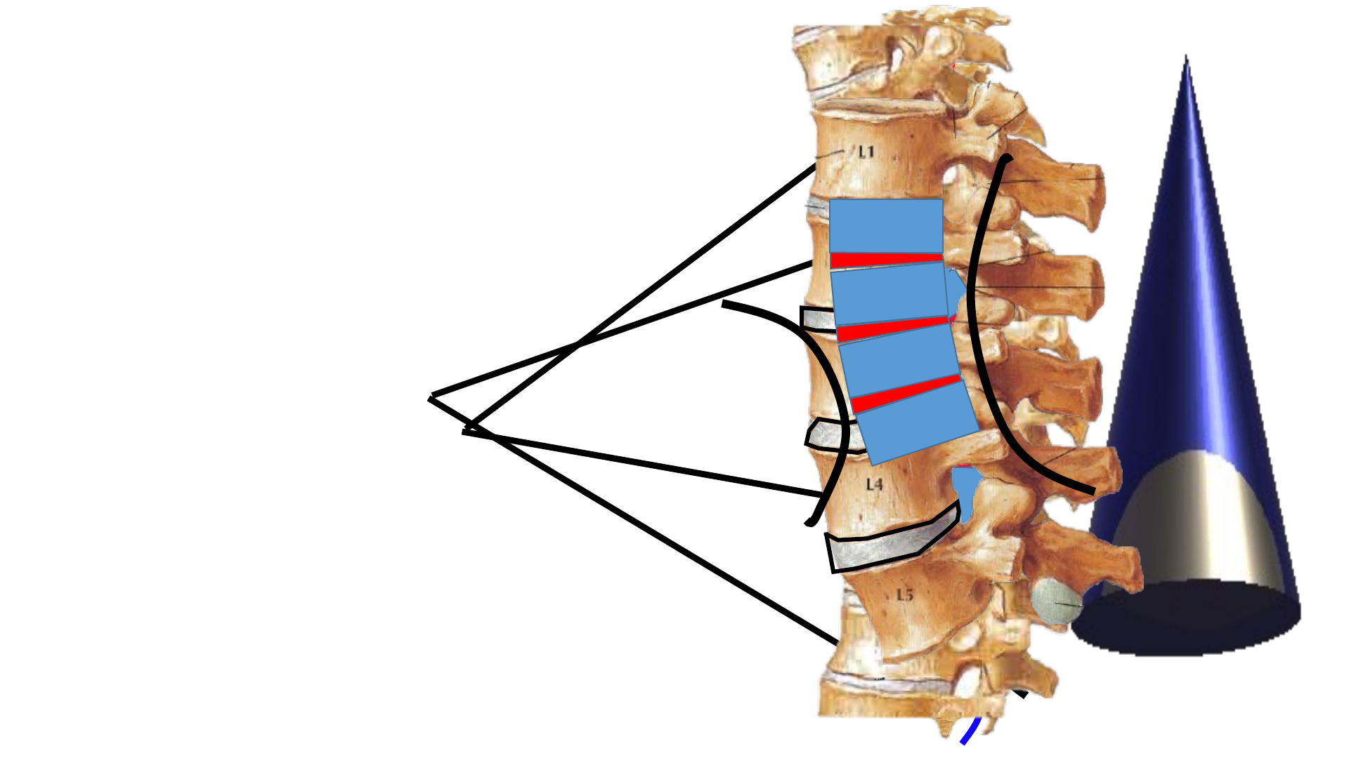 23 Canal- Anatomía de la Columna Vertebral 1 (Generalidades