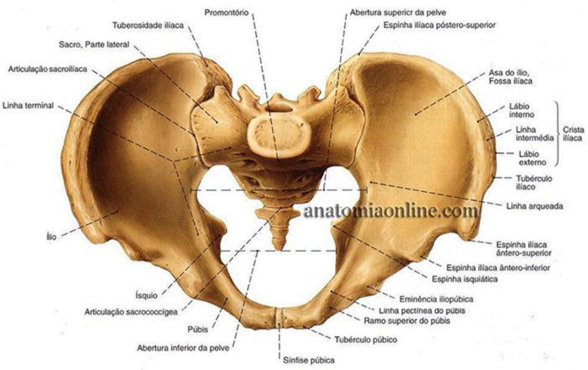 anatomia (pelve) - Anatomia Prática