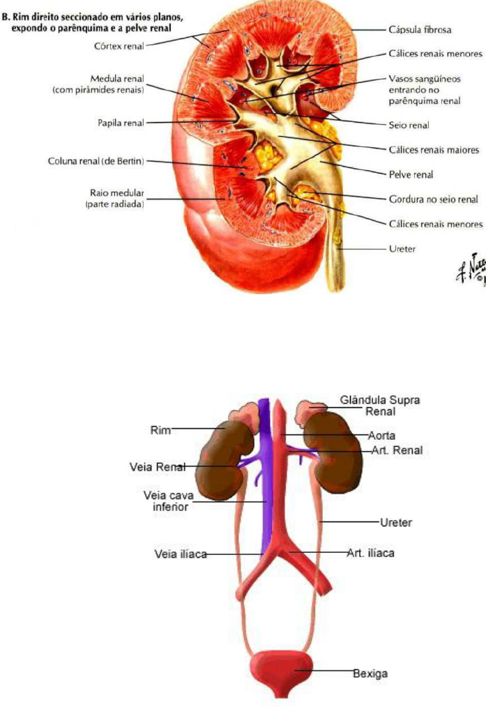 Coluna Renal