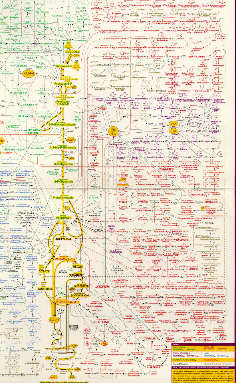 Mapa Metab Lico Completo Anatomia I