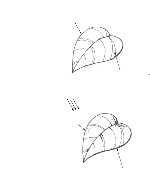 Desenho De Vegetação Em Arquitetura E Urbanismo - Antonio Carlos Rod