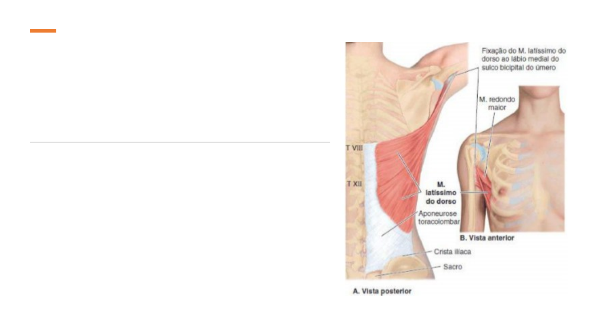 Grátis: CASO CLÍNICO DOR LOMBAR BAIXA - Material Claro e Objetivo em PDF  para Estudo Rápido, image size:1920x1080