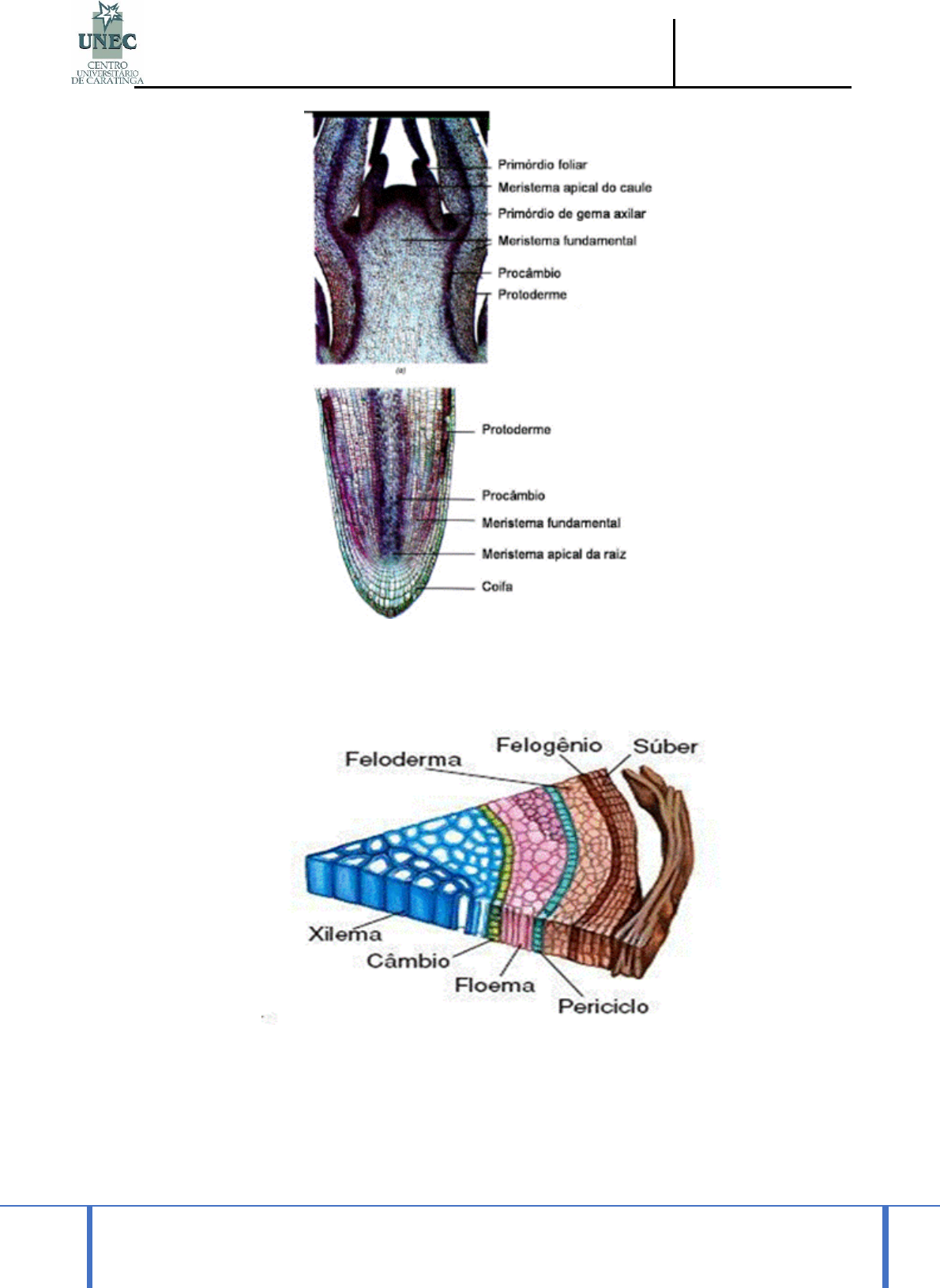 a-d. protoginia-a. tricomas rígidos no interior do tubo; b. ginostêmio