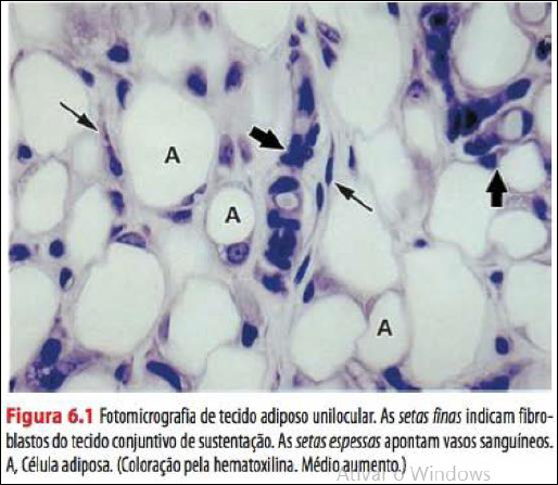 Tecido Adiposo Histologia I