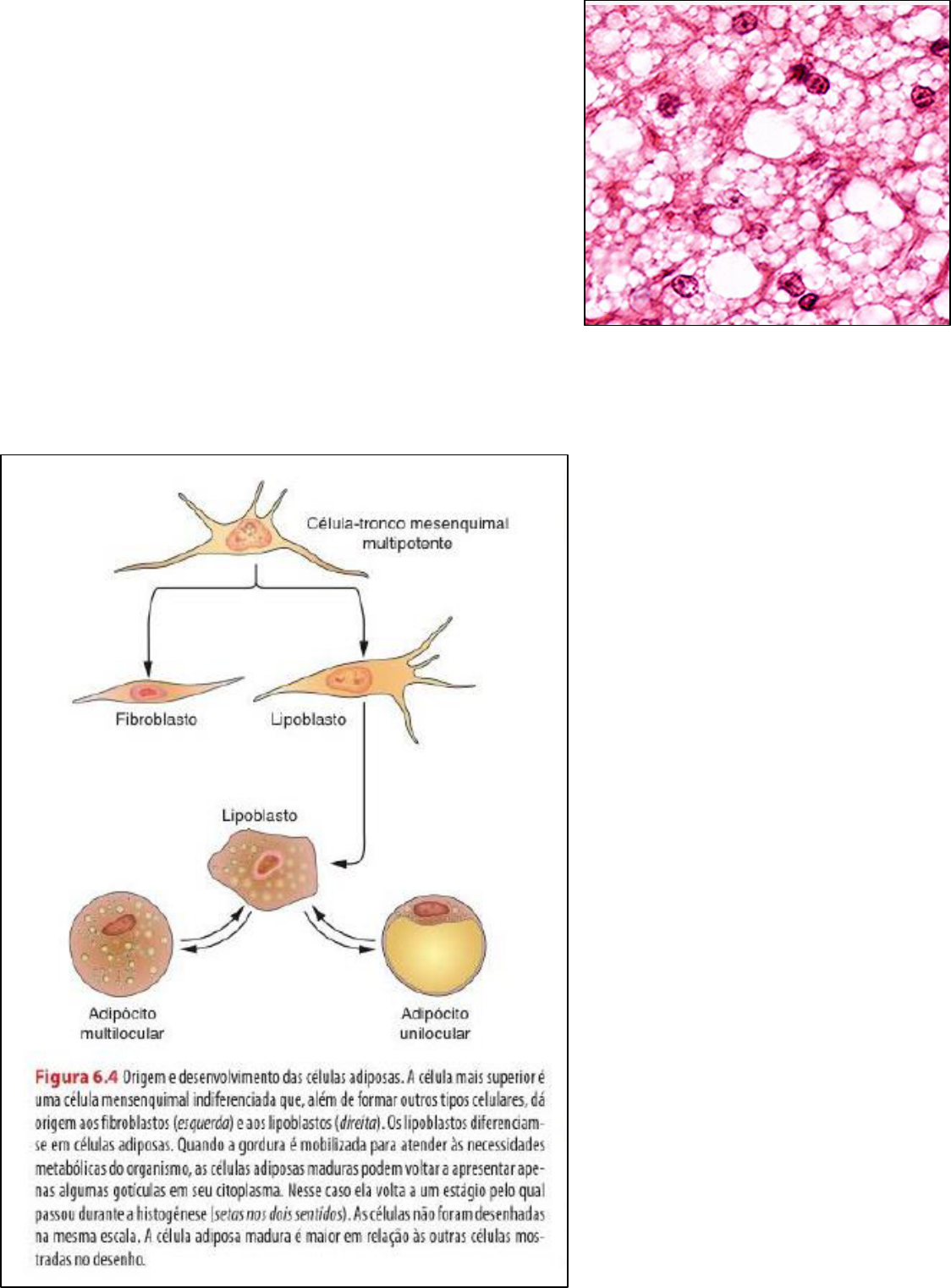 Tecido Adiposo Histologia I