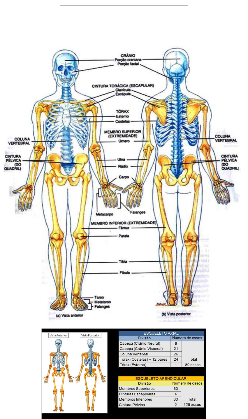 Prancha do Esqueleto Axial e Esqueleto Apendicular - Anatomia I