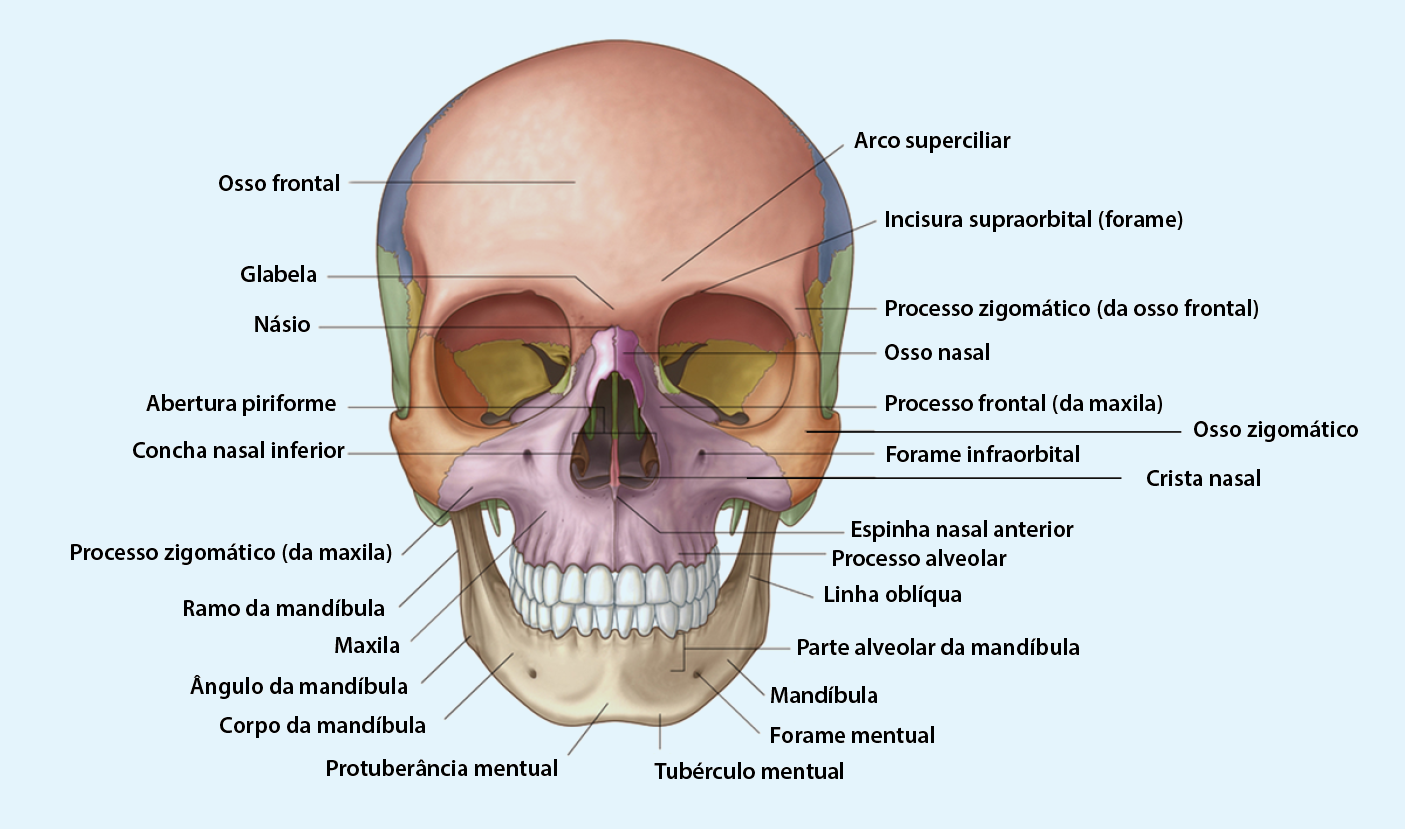 ossos do crânio - Anatomia do Aparelho Locomotor