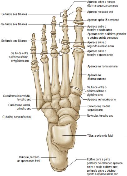 Pé - Anatomia Óssea Quiz