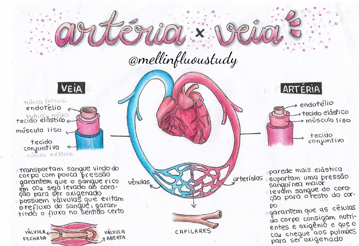 artéria x veia Anatomia I