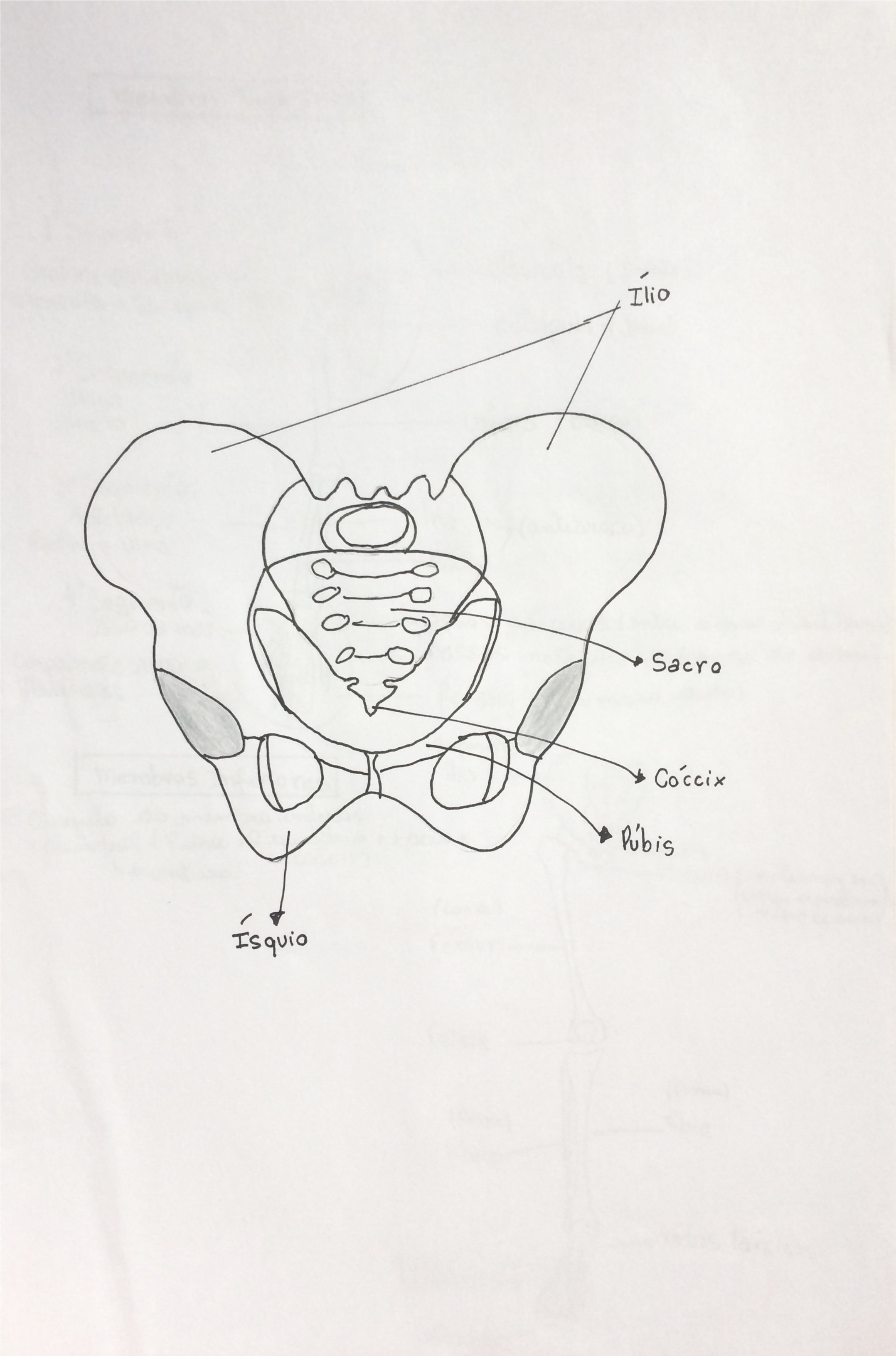 Ossos Do Quadril Anatomia I