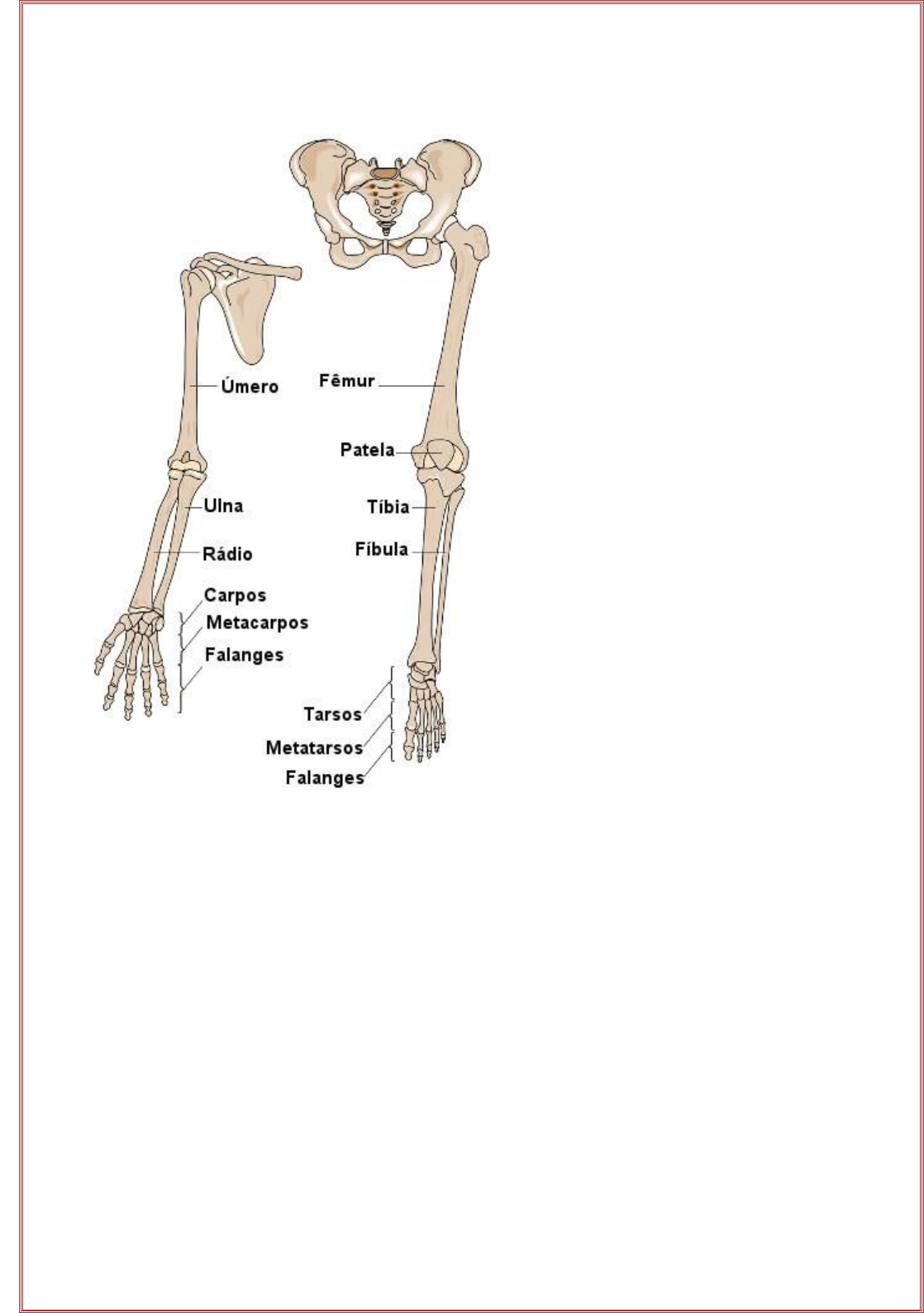 Esqueleto humano: nomes dos ossos, funções e divisões