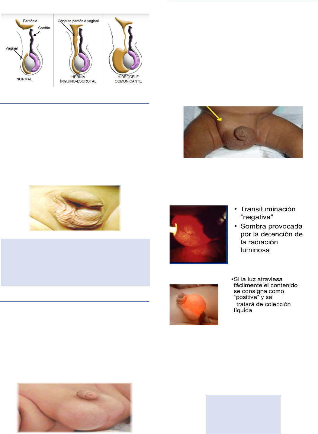 Grátis: Exame do aparelho masculino I - Material Claro e Objetivo em PDF  para Estudo Rápido, image size:1053x1436