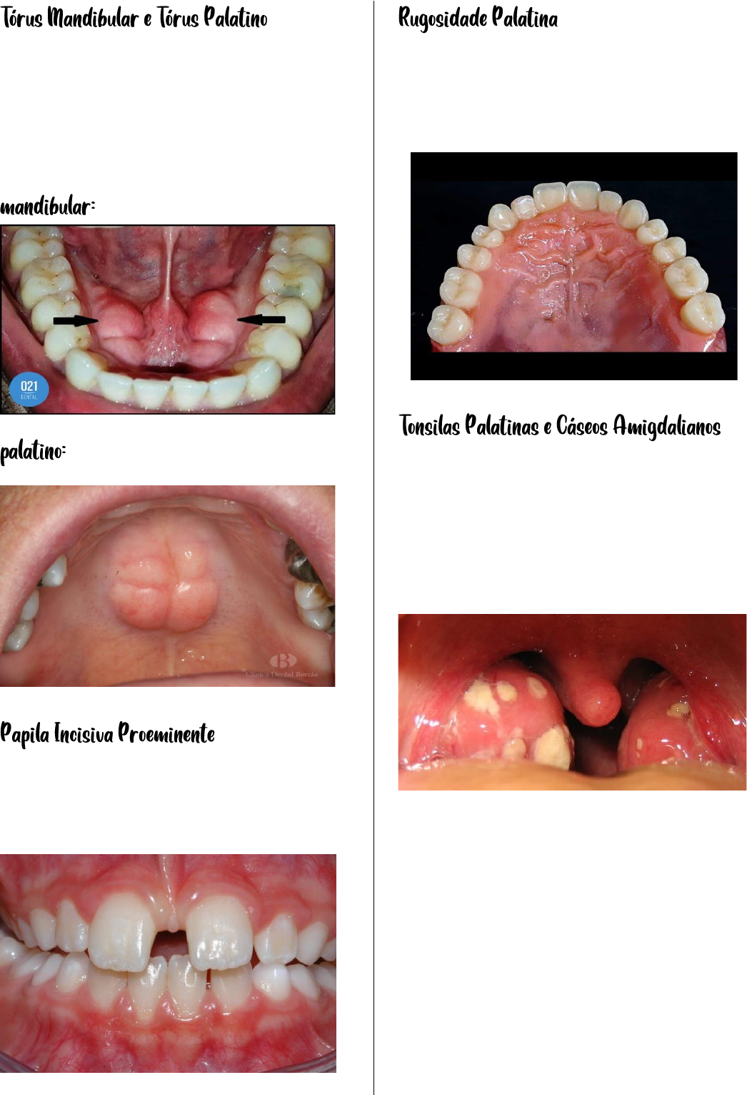 mandíbula cachorro: O Modelo Anatômico Transparente que Revolucionou o  Ensino Veterinário e a Educação Odontológica Canina, image size:1046x1532