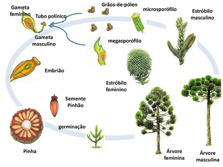 Diagrama Do Ciclo De Vida Da Gimnosperma