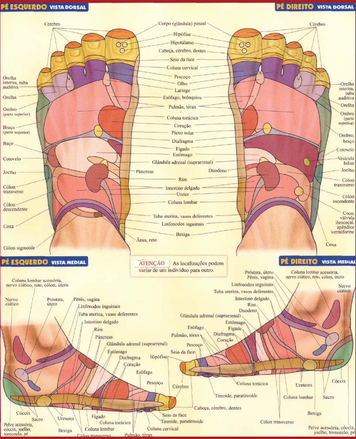 Reflexologia mapa dos pes DMacher Reflexologia