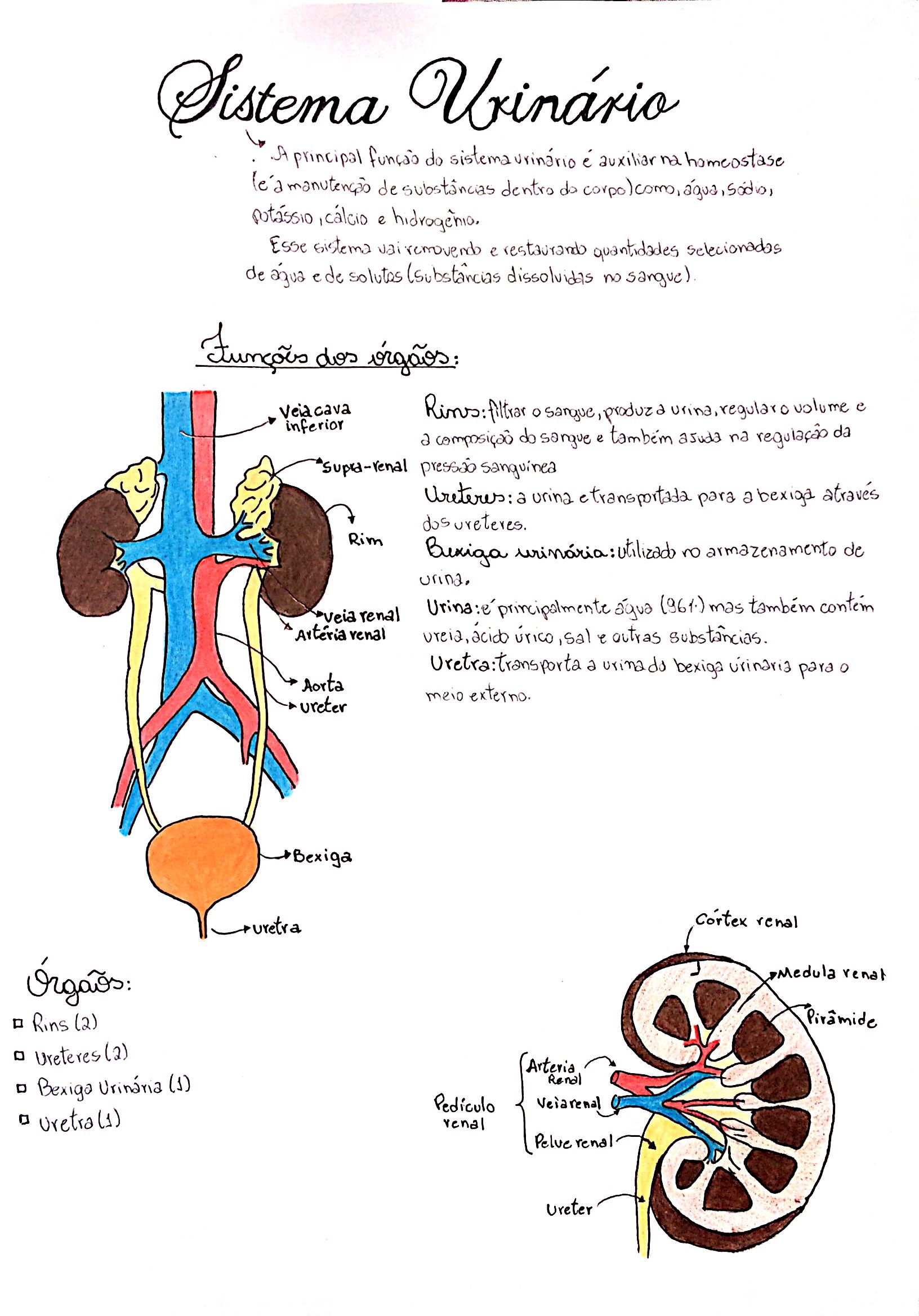 Sistema Urin Rio Anatomia I