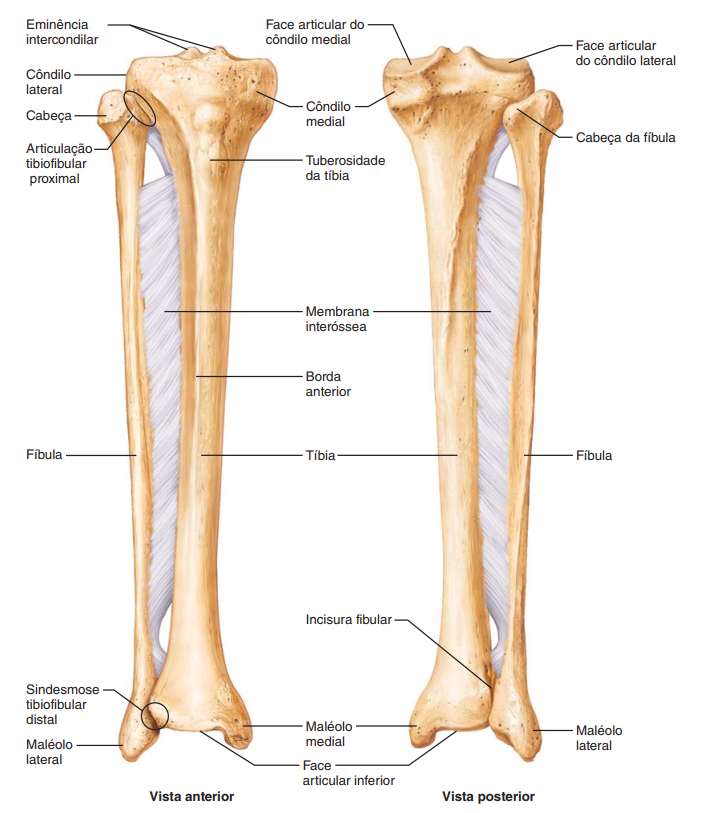 Ossos Fíbula E Tíbia Anatomia I