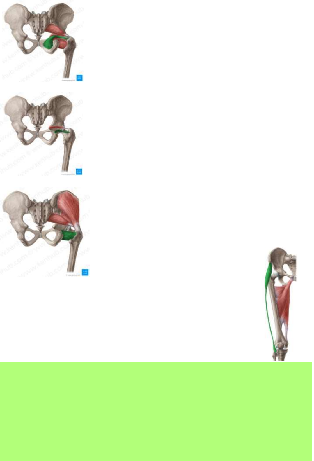 Trato iliotibial – Anatomia papel e caneta