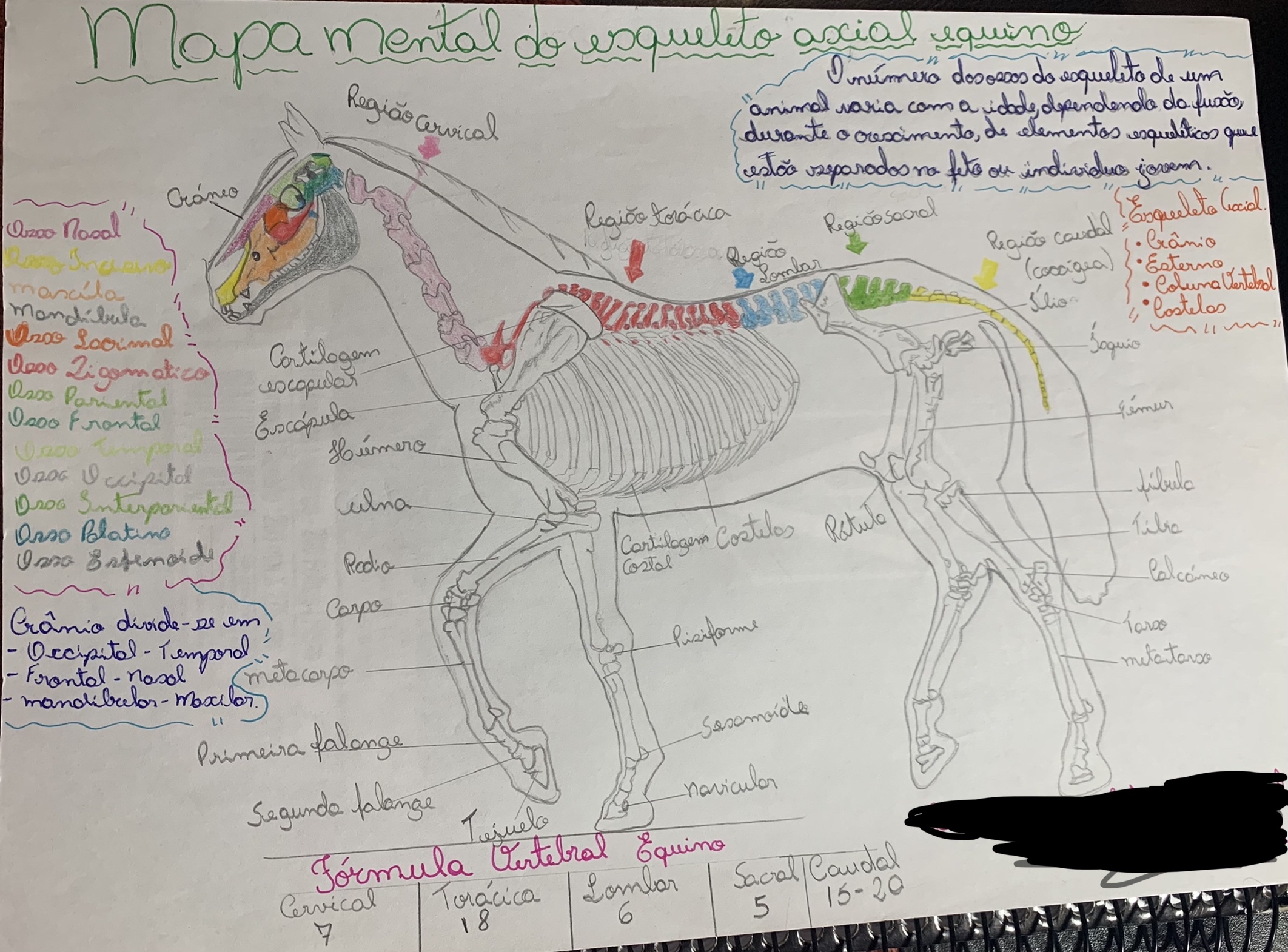 Mapa Mental Esqueleto Axial - Osteologia