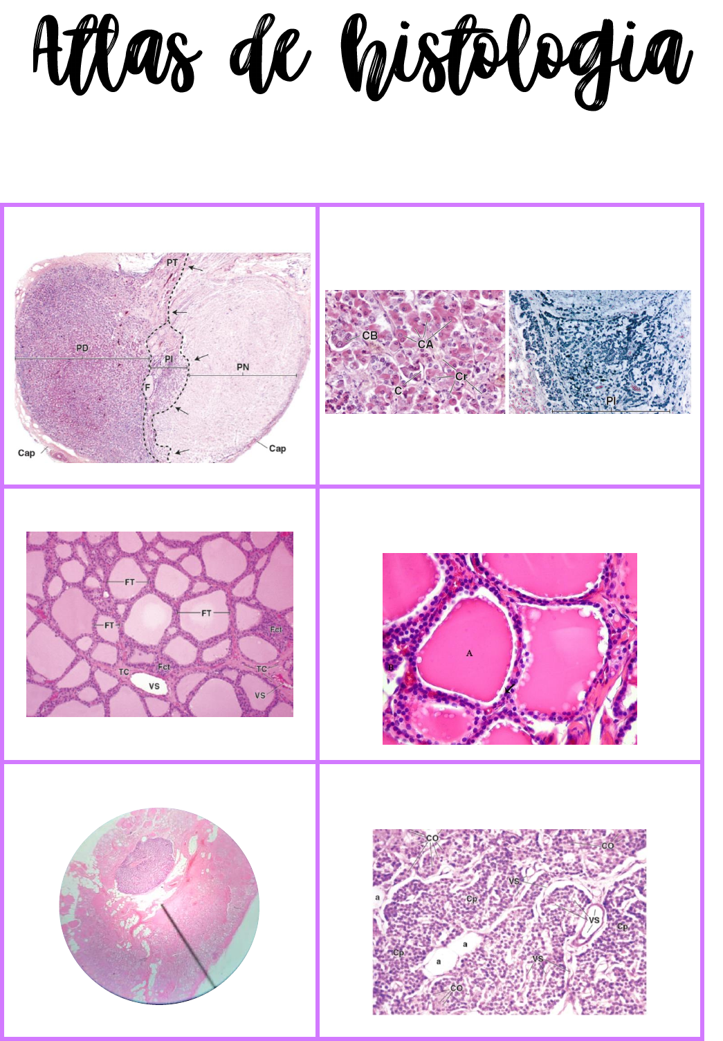 Exercício - Atlas De Histologia - Histologia I