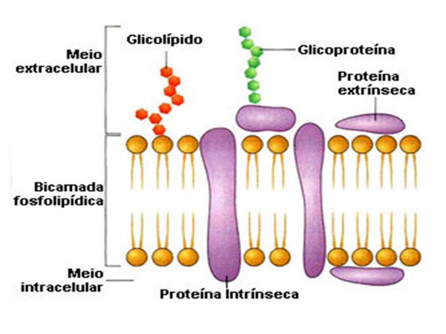 AULA - MEMBRANA PLASMÁTICA ESTRUTURA E FUNÇÃO E TRANSPORTES - Biologia  Celular