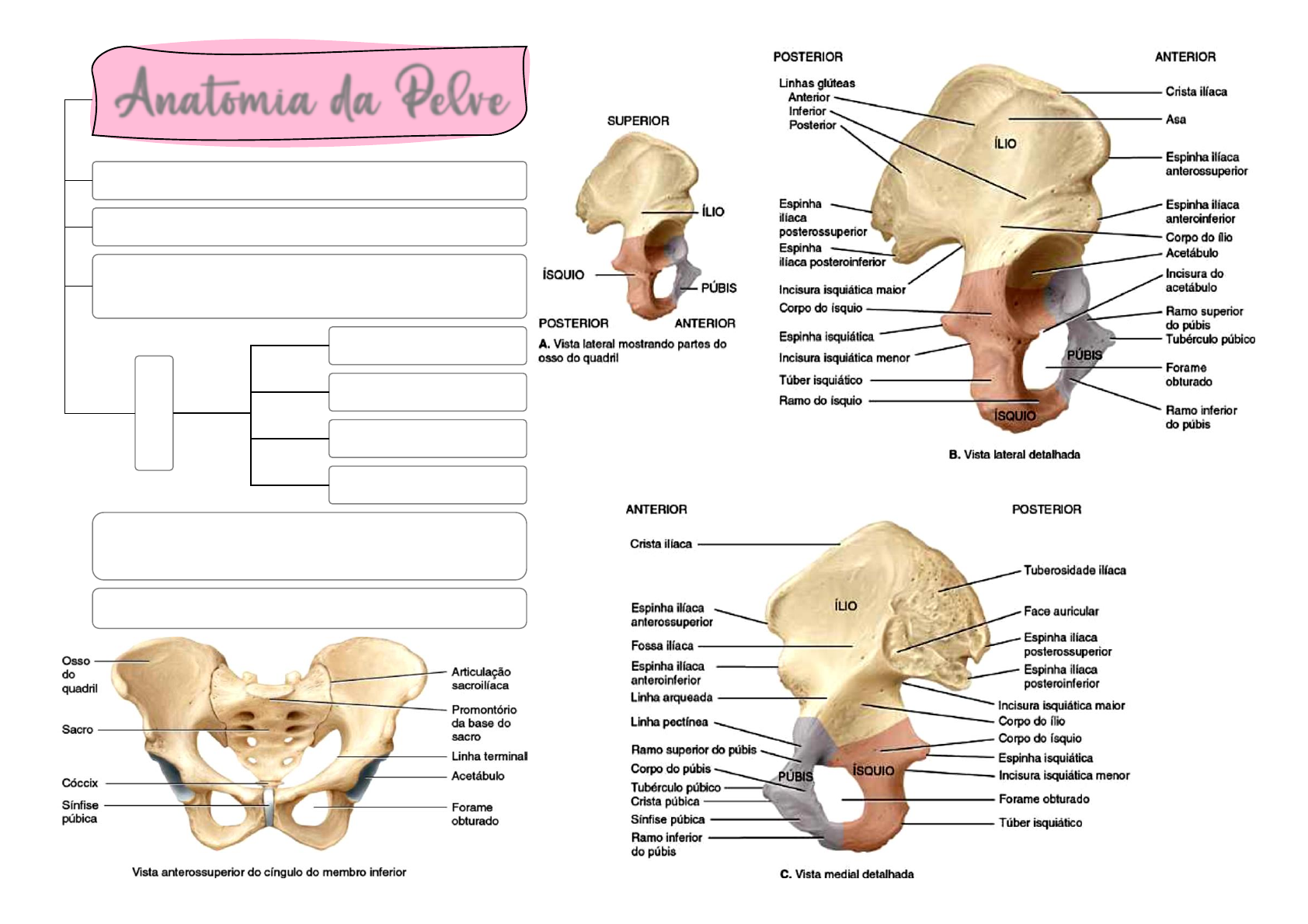 Anatomia da Pelve - Anatomia I