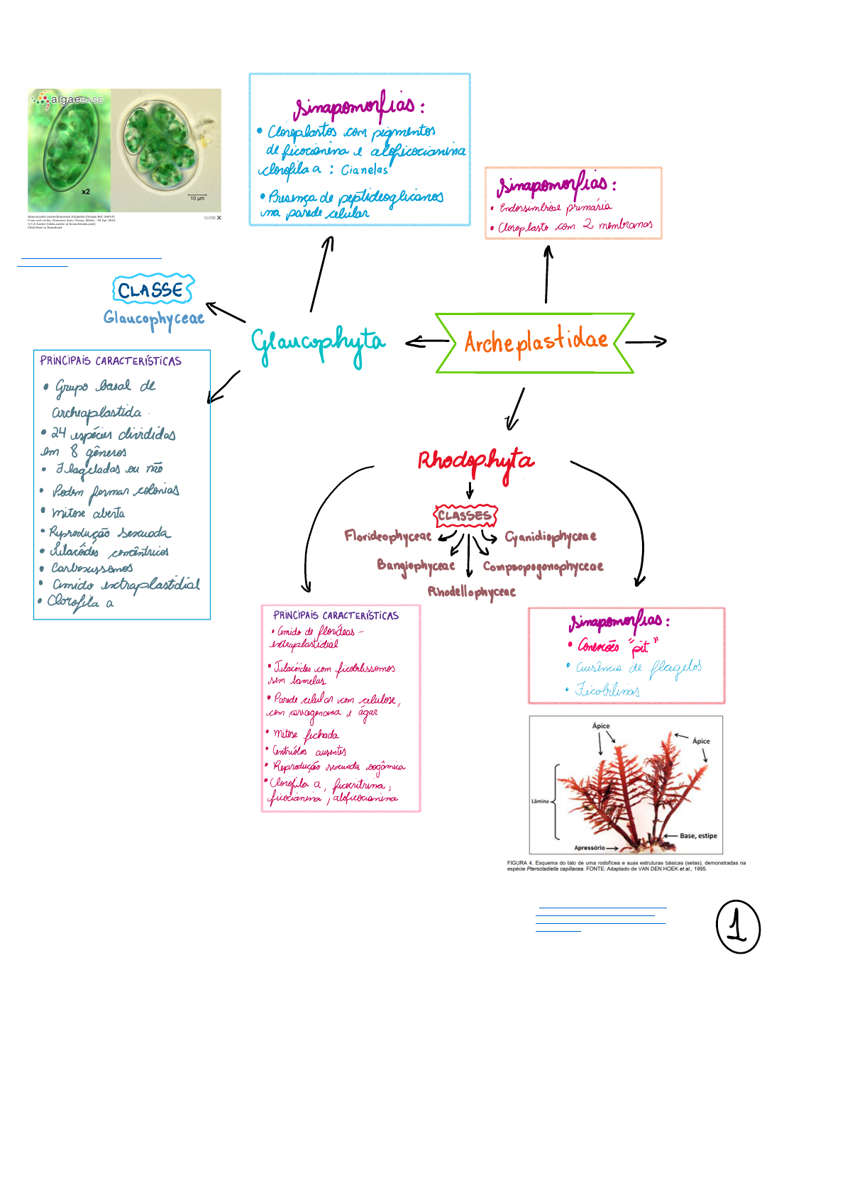 Mapa Mental de Algas - Biologia