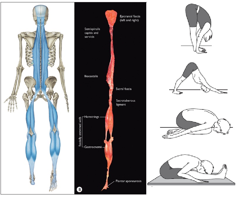 que músculos compõem a cadeia mestra posterior - Cinesioterapia