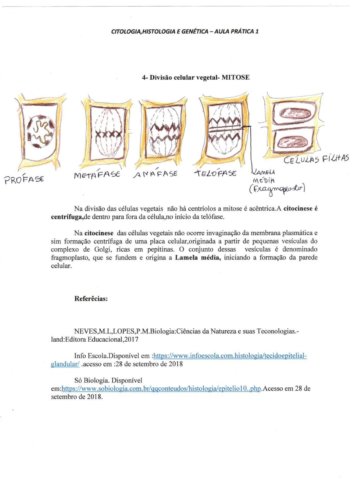 relatório de aula prática de Citologia Histologia e Genética Citologia Histologia e