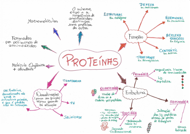 Mapa Mental De Proteinas Con Dibujos Síntesis De Proteínas Biología 6284