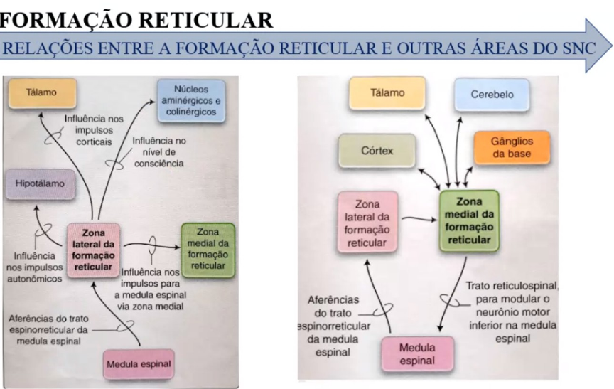Diagrama De Formacao Reticular Formação Reticular E Anatomy