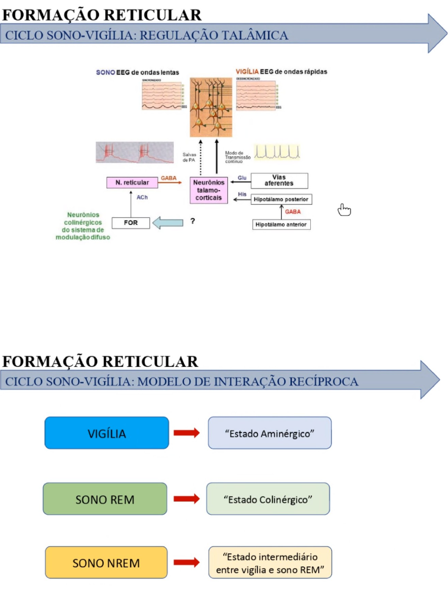 Diagrama De Formacao Reticular Formação Reticular E Anatomy