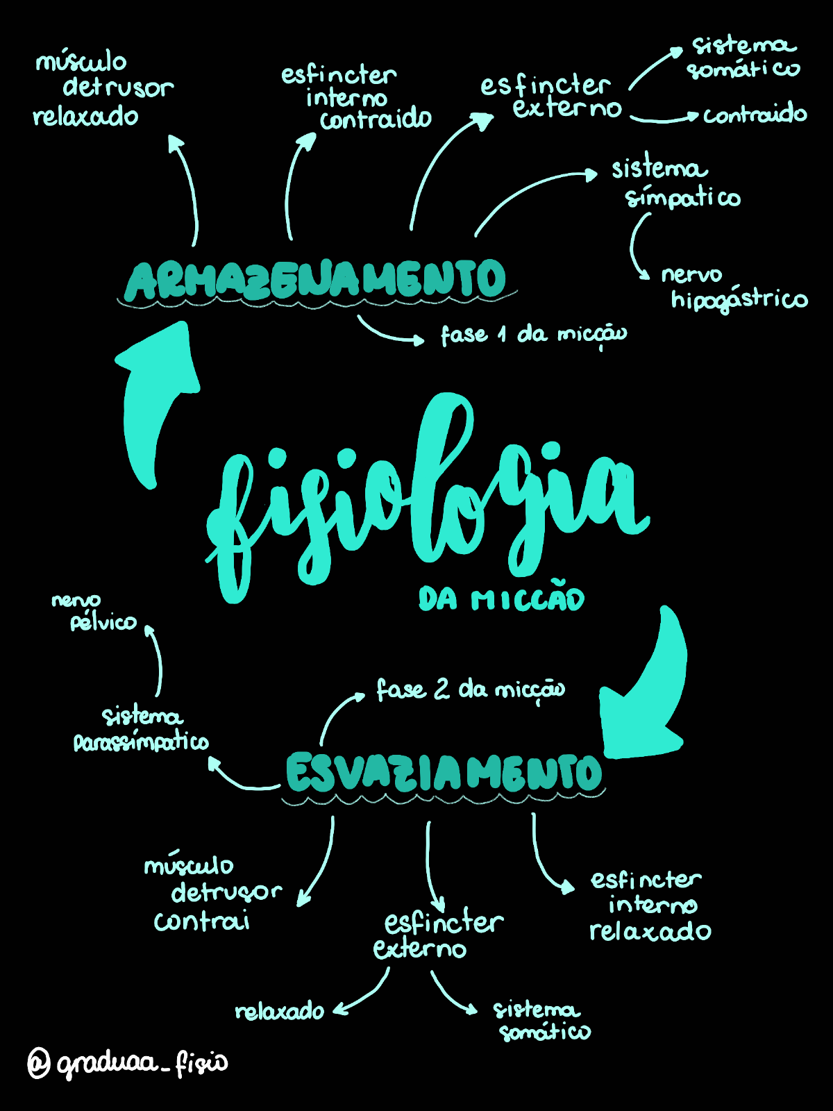 Mapa mental - fisiologia da micção - Fisioterapia