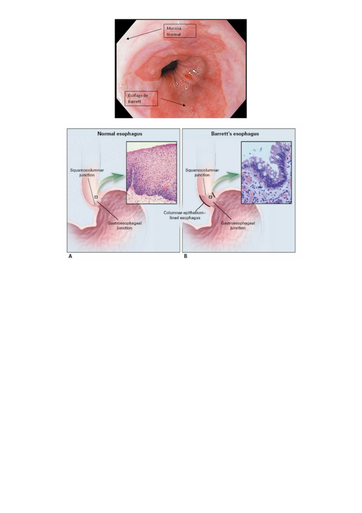Grátis: Histologia II - Material Claro e Objetivo em PDF para Estudo Rápido, image size:1191x1684