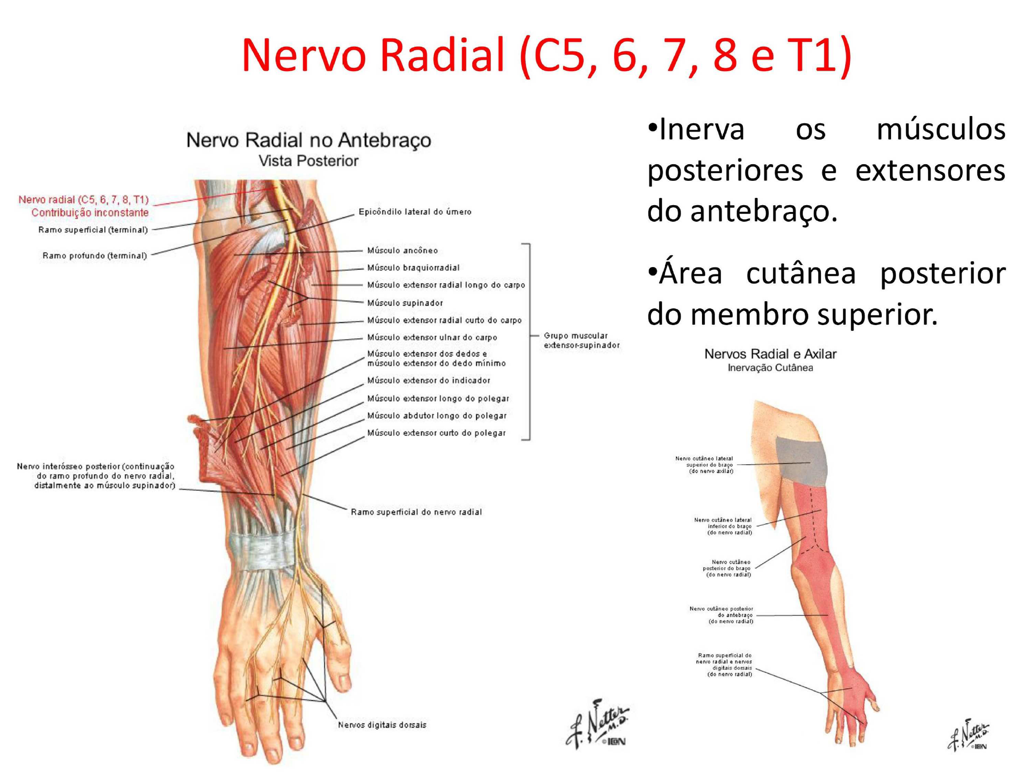 Nervo Radial Mediano E Ulnar Anatomia I