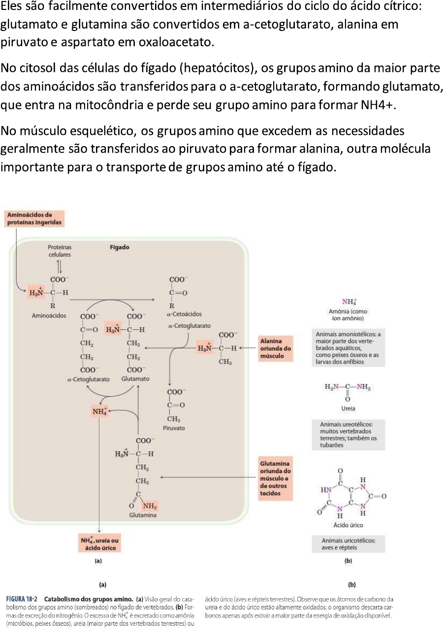 OXIDAÇÃO CATABOLISMO DE AMINOÁCIDOS - Bioquímica I