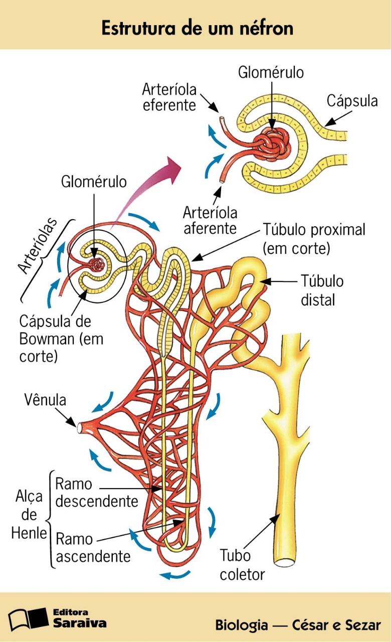 Estrutura De Um Nefron Anatomia Ii