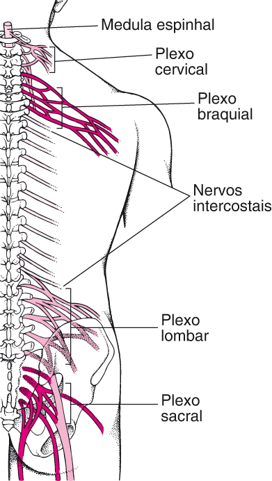 plexos - Anatomia do Sistema Nervoso