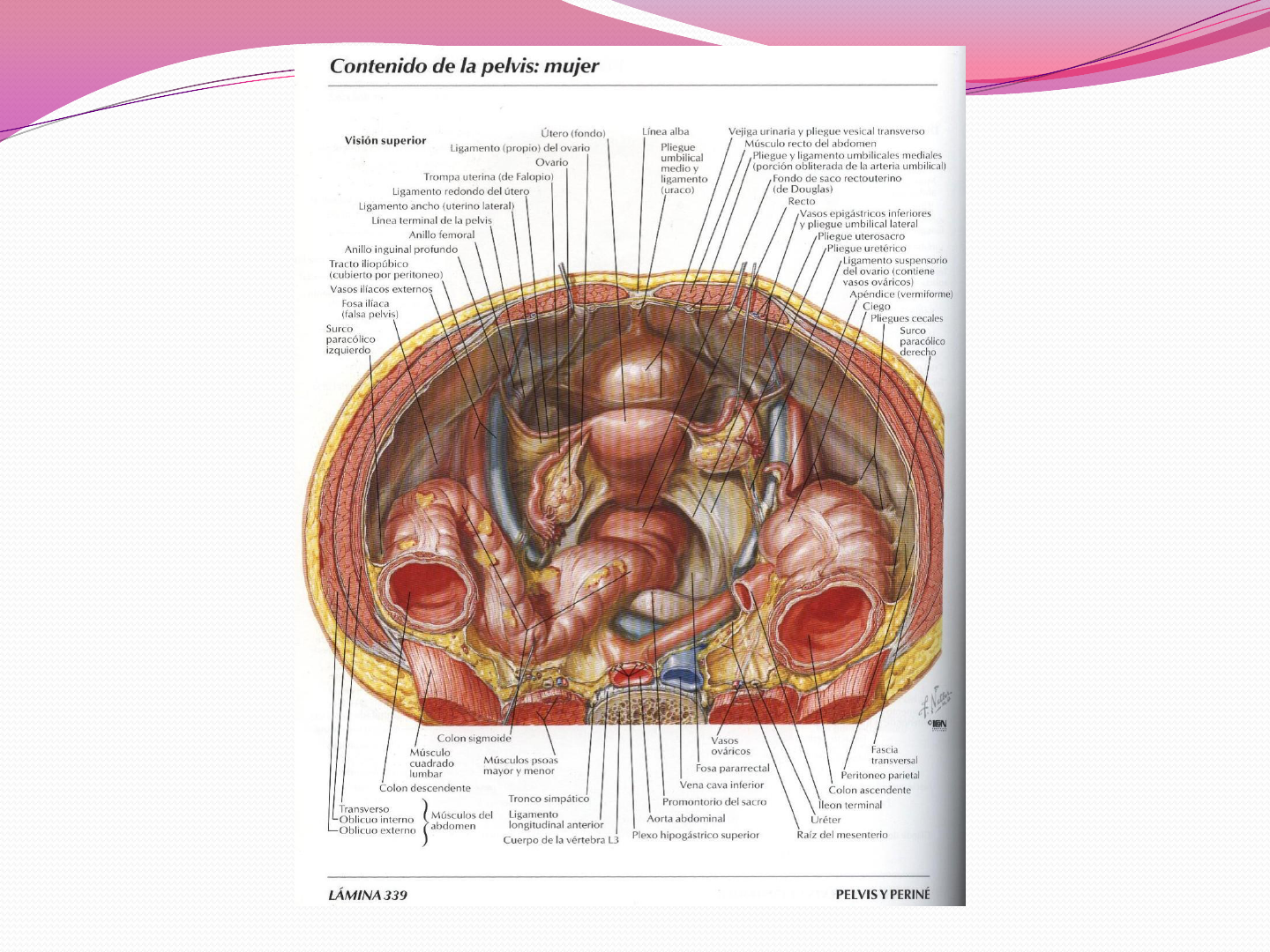 Sistema Reprodutor Feminino Anatomia Sistêmica 9613