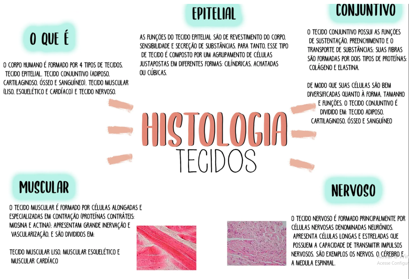 Histologia E Fisiologia Do Est Mago Resumo De Histologia E Fisiologia