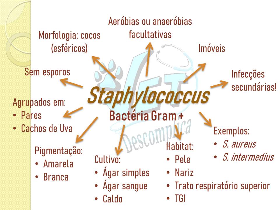 Microbiologia - Mapa Mental Staphylococcus - Microbiologia