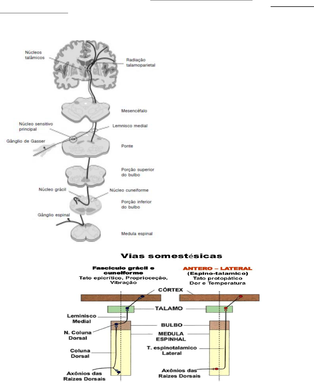 médula lemnisco medial