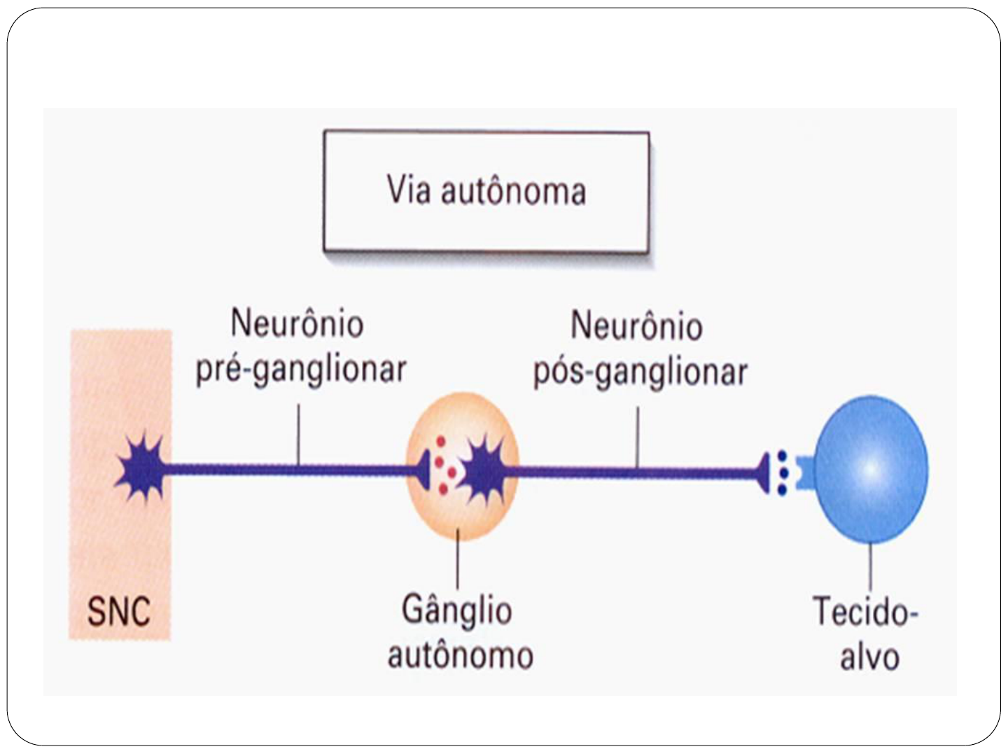 Fi aula-5-farmacologia-sna-completo