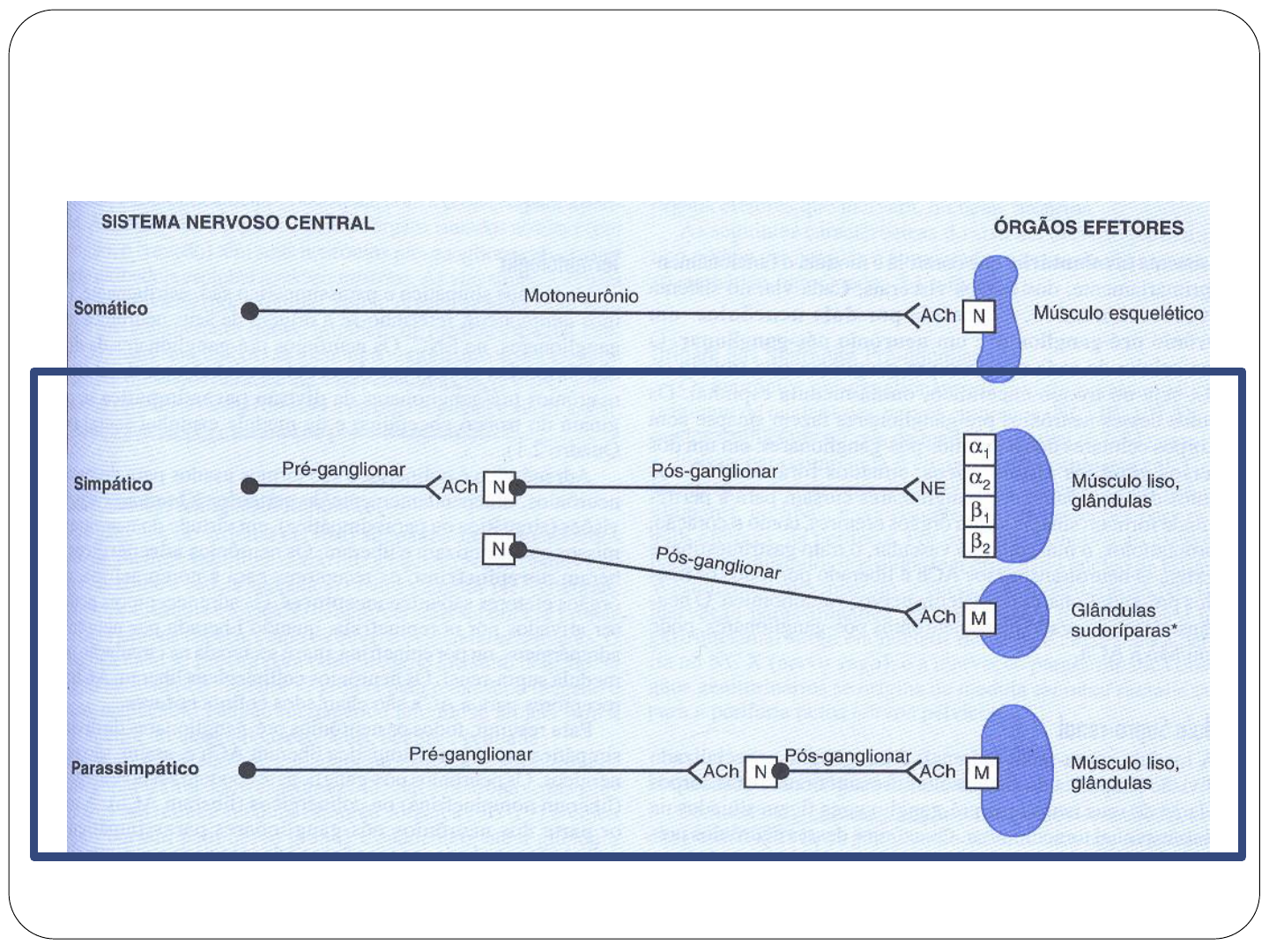 Fi aula-5-farmacologia-sna-completo