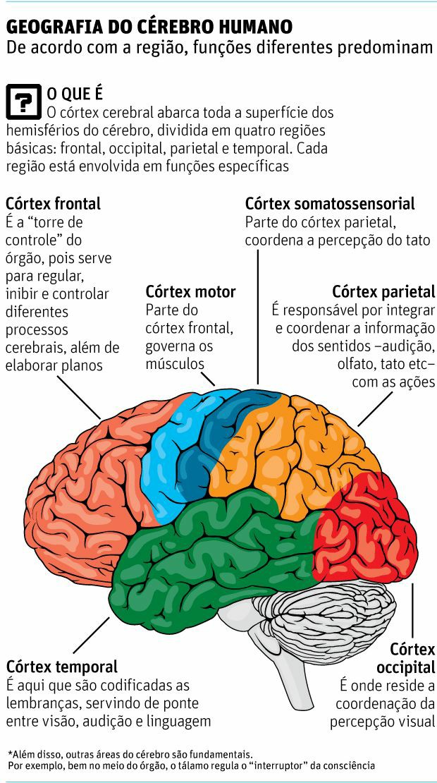 Lobos Do Cérebro - Neuroanatomia