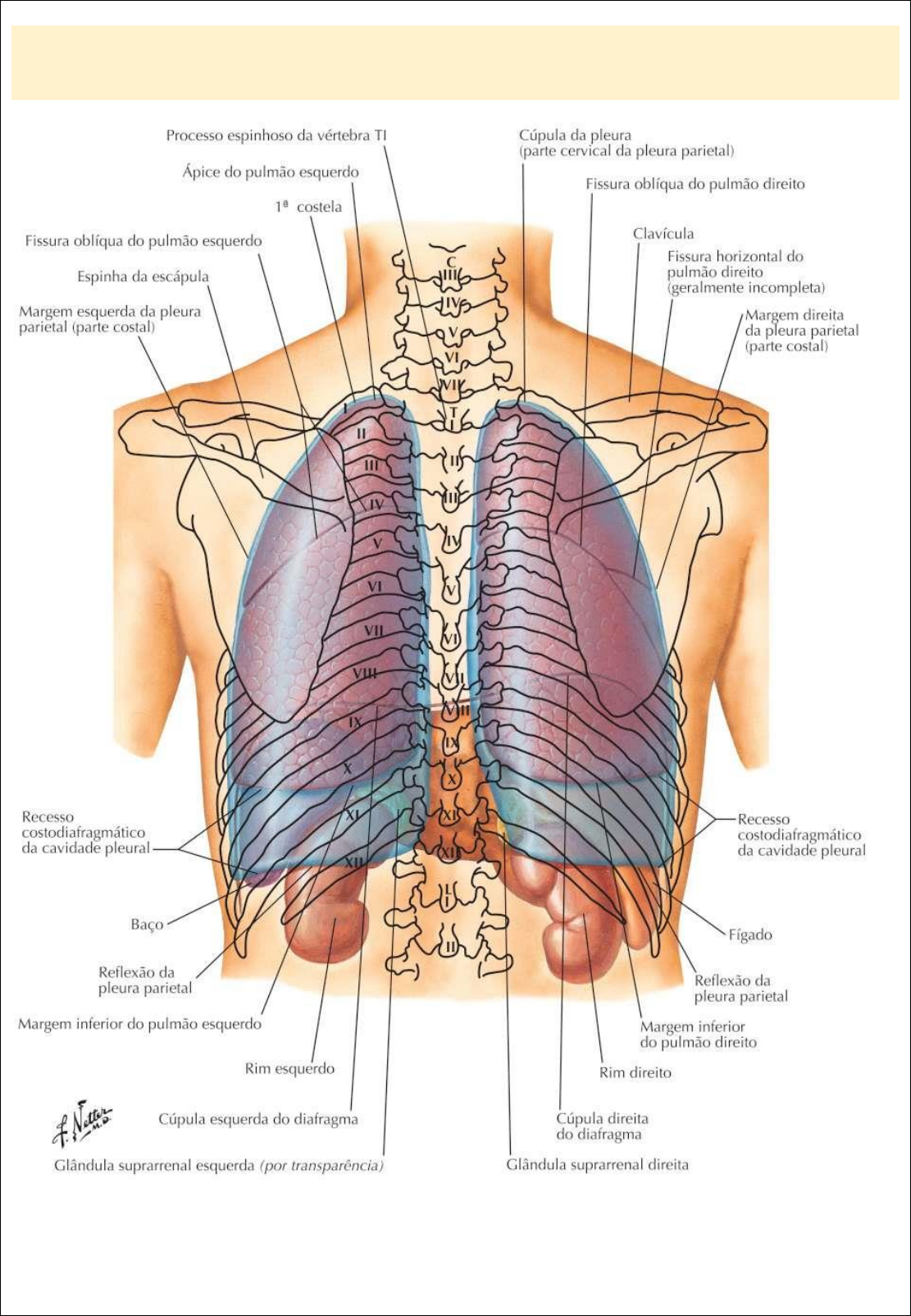 Anatomia E Fisiologia Dos Pulmoes Humanos
