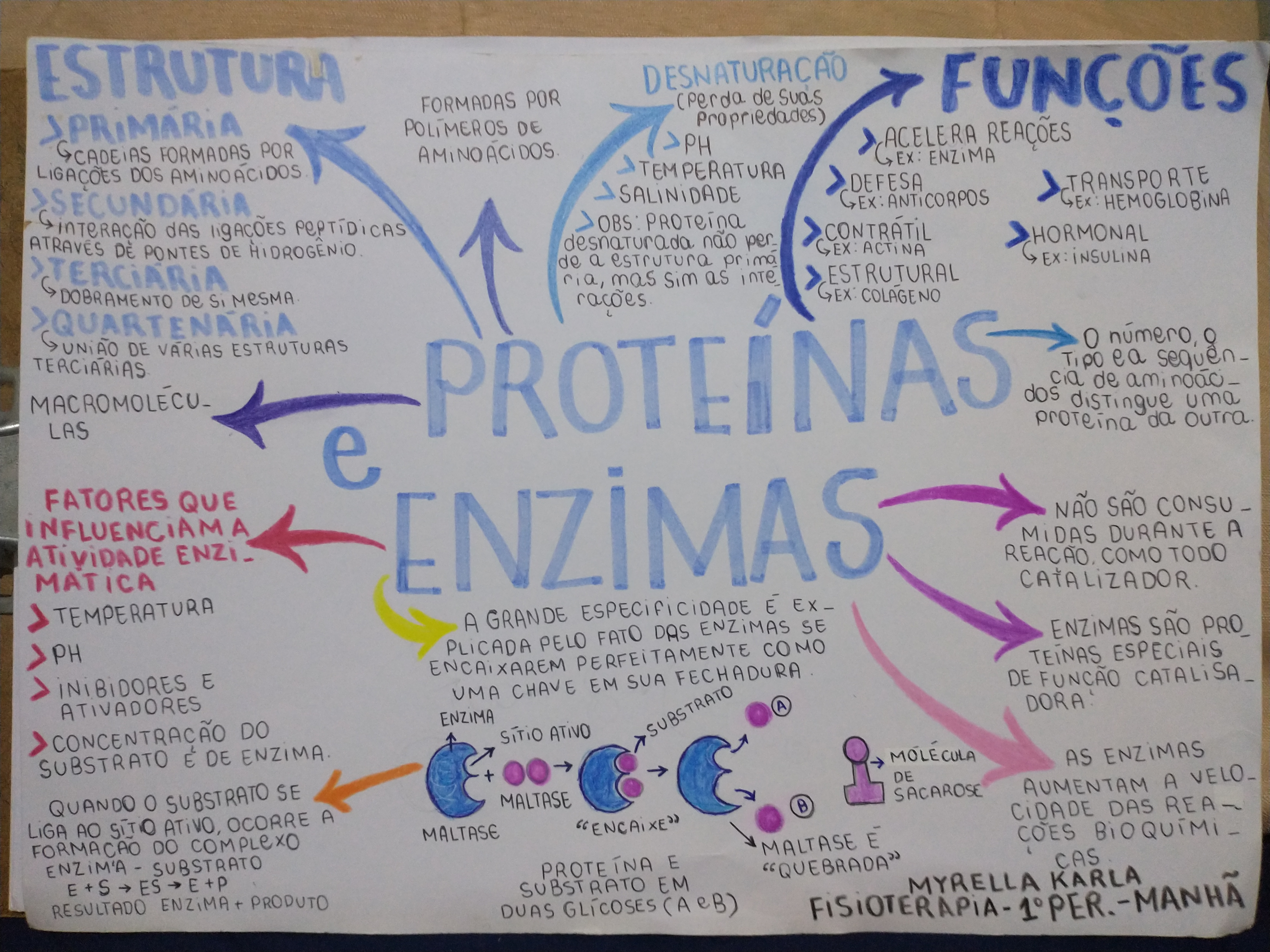 mapa mental sobre proteínas e enzimas - Bioquímica I